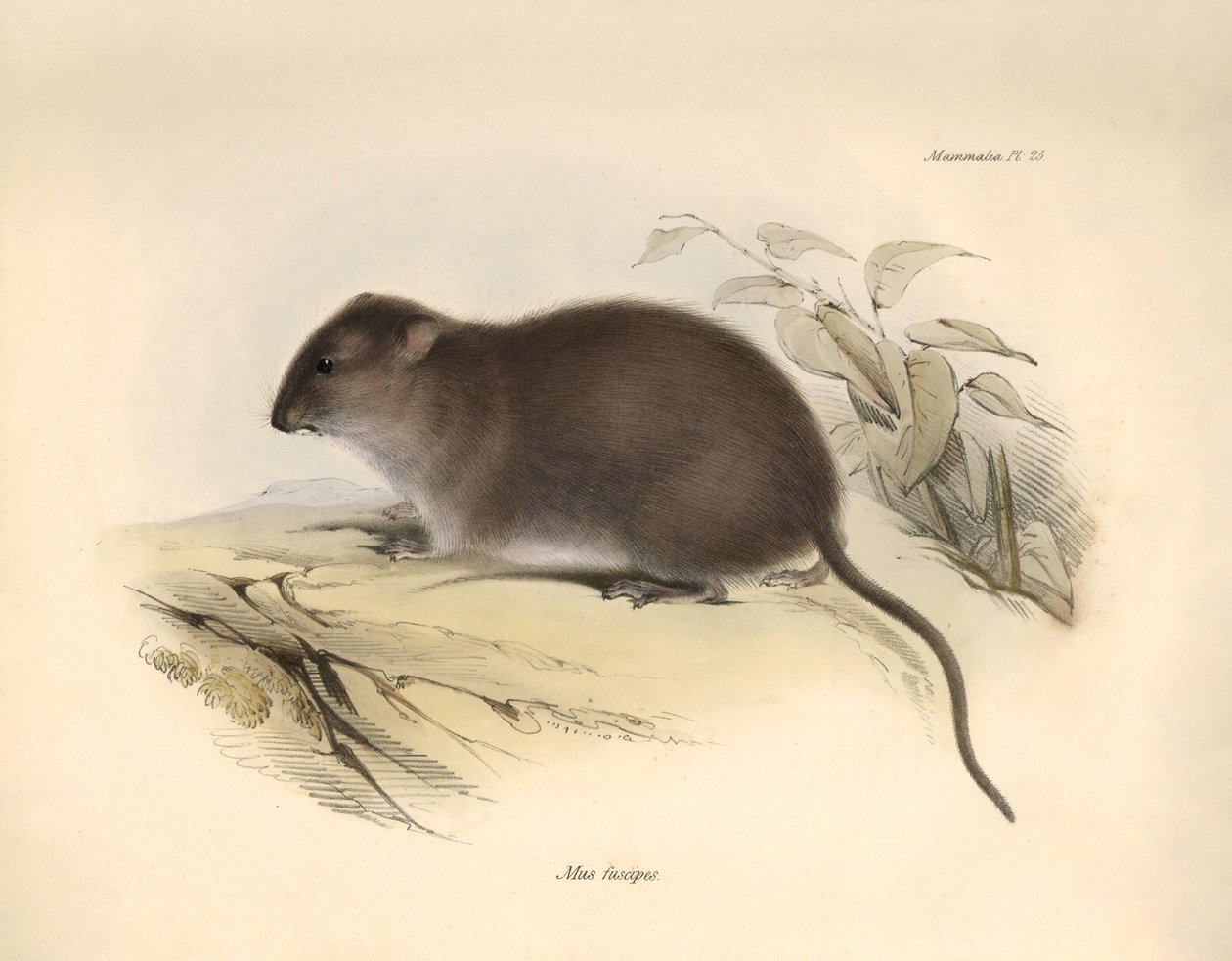 Zoologi: "Mus fuscipes" eller gnagaren från den australiska kusten som beskrevs av Charles Darwin under hans upptäcktsresa ombord på Beagle. Plansch från "The Zoology of the voyage of H.M.S. Beagle under befäl av kapten Fitzroy under åren 1832 till av Unbekannter Künstler