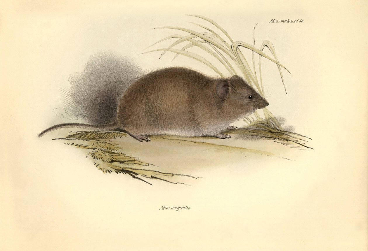 Zoologi: "Mus longipilis" (från familjen fältråttor) beskrevs av Charles Darwin under hans upptäcktsresa ombord på Beagle. Plansch från "The Zoology of the voyage of H.M.S. Beagle under befäl av kapten Fitzroy under åren 1832 till av Unbekannter Künstler