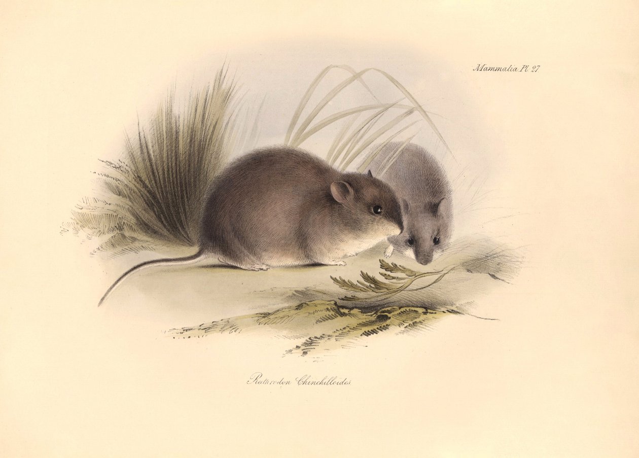 Zoologi: "Reithrodon Chinchilloides" eller Patagoniens chinchilla som beskrevs av Charles Darwin under hans upptäcktsresa ombord på Beagle. Plansch från "The Zoology of the voyage of H.M.S. Beagle under befäl av kapten Fitzroy under åren 1 av Unbekannter Künstler