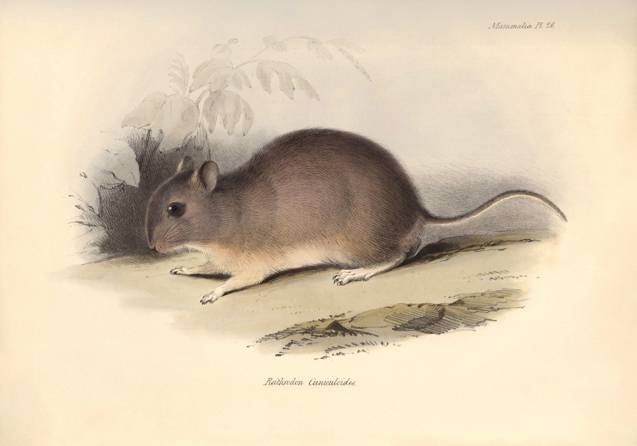 Zoologi: "Reithrodon Cuniculoides" eller gnagaren som beskrevs av Charles Darwin under hans upptäcktsresa ombord på Beagle. Plansch från "The Zoology of the voyage of H.M.S. Beagle under befäl av kapten Fitzroy under åren 1832 till 1836 edited av Unbekannter Künstler