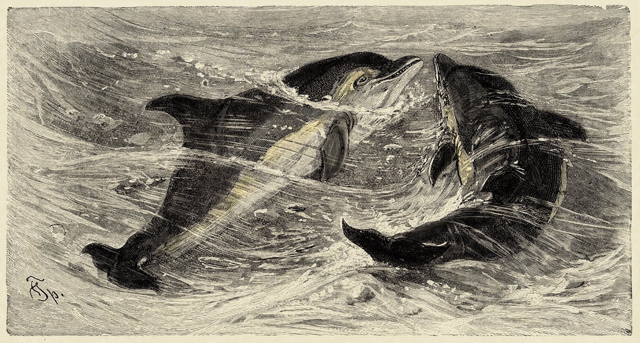 Zoologi: Delfiner (delphinus delphis) beskrivna och illustrerade av Carlo Vogt och Federico Specht i "Natural history illustree: mammals" 1884 av Unbekannter Künstler