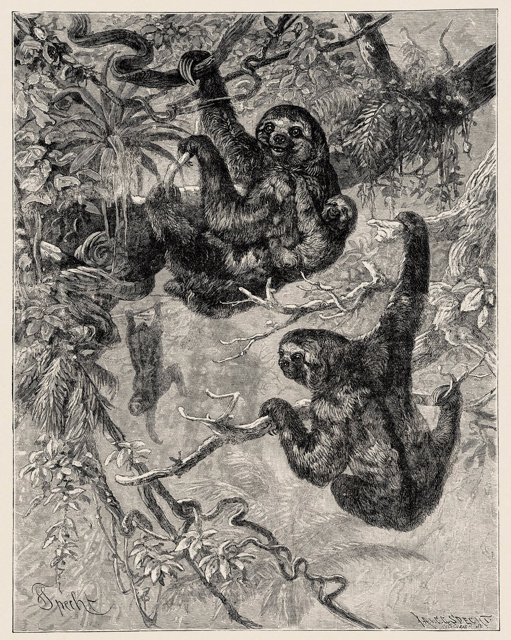 Zoologi: lat (Ai - Bradypus tridactylus) beskriven och illustrerad av Carlo Vogt och Federico Specht i "Illustree Natural History: Däggdjur" 1884 av Unbekannter Künstler