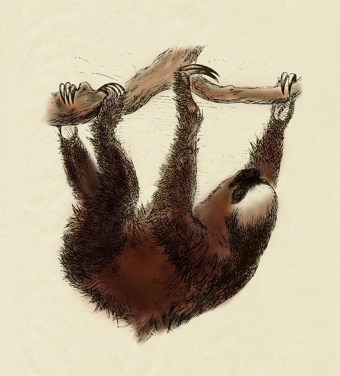 Zoologi: lat (Bradypus tridactylus) av Unbekannter Künstler