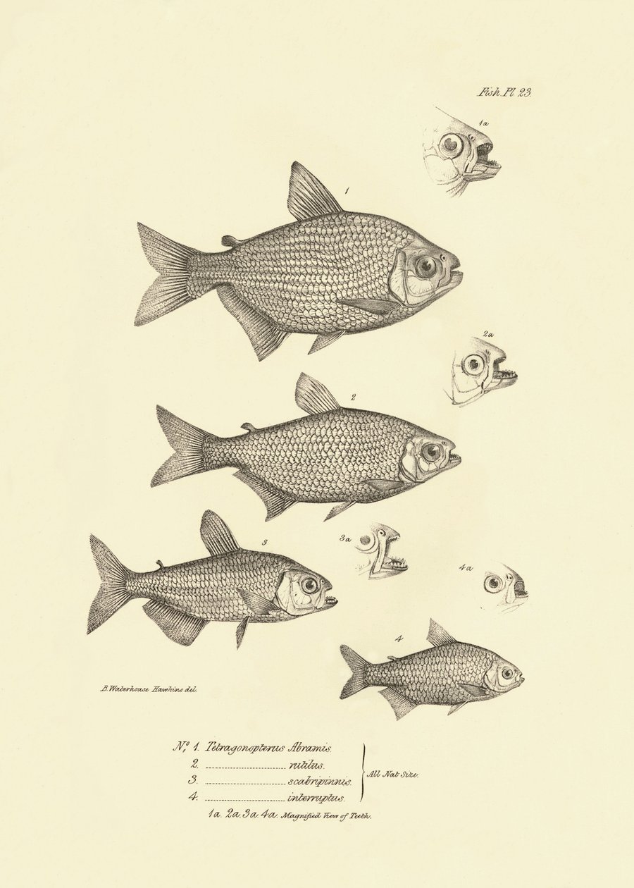Zoologi: avbildning av fisken "Tetragonopterus Abramis, rutilus, scabripinnis, interruptus" som beskrevs av Charles Darwin under hans resa ombord på Beagle. Plansch från "The zoology of the voyage of H.M.S. Beagle under the command of Captaain Fitzroy dur av Unbekannter Künstler