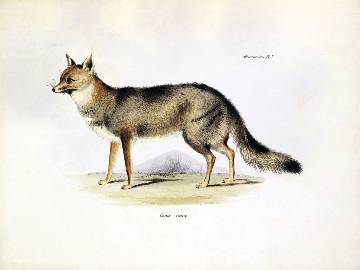 Zoologi: avbildning av räven "Canis Azarae" från Sydamerika som beskrevs av Charles Darwin på hans resa ombord på Beagle. Plansch från "The zoology of the voyage of H.M.S. Beagle under the command of Captaain Fitzroy during the years 1832-1836" av Unbekannter Künstler