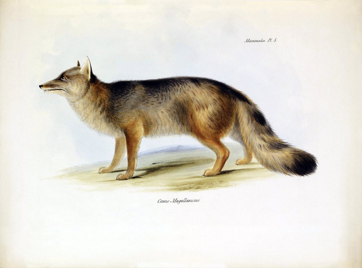 Zoologi: avbildning av den sydamerikanska räven "Canis fulvipes" som beskrevs av Charles Darwin under hans resa ombord på Beagle. Plansch från "Zoologin från resan med H.M.S. Beagle under befäl av kapten Fitzroy under åren 1832-1836" av Unbekannter Künstler