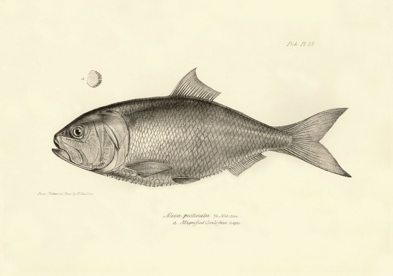Zoologi: avbildning av fisken "Alosa pectinata" som beskrevs av Charles Darwin under hans resa ombord på Beagle. Plansch från "The zoology of the voyage of H.M.S. Beagle under befäl av Captaain Fitzroy under åren 1832-1836" av Unbekannter Künstler