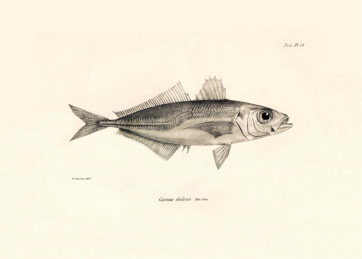 Zoologi: avbildning av fisken "Caranx declivis" som beskrevs av Charles Darwin under hans resa ombord på Beagle. Plansch från "The zoology of the voyage of H.M.S. Beagle under befäl av Captaain Fitzroy under åren 1832-1836" av Unbekannter Künstler