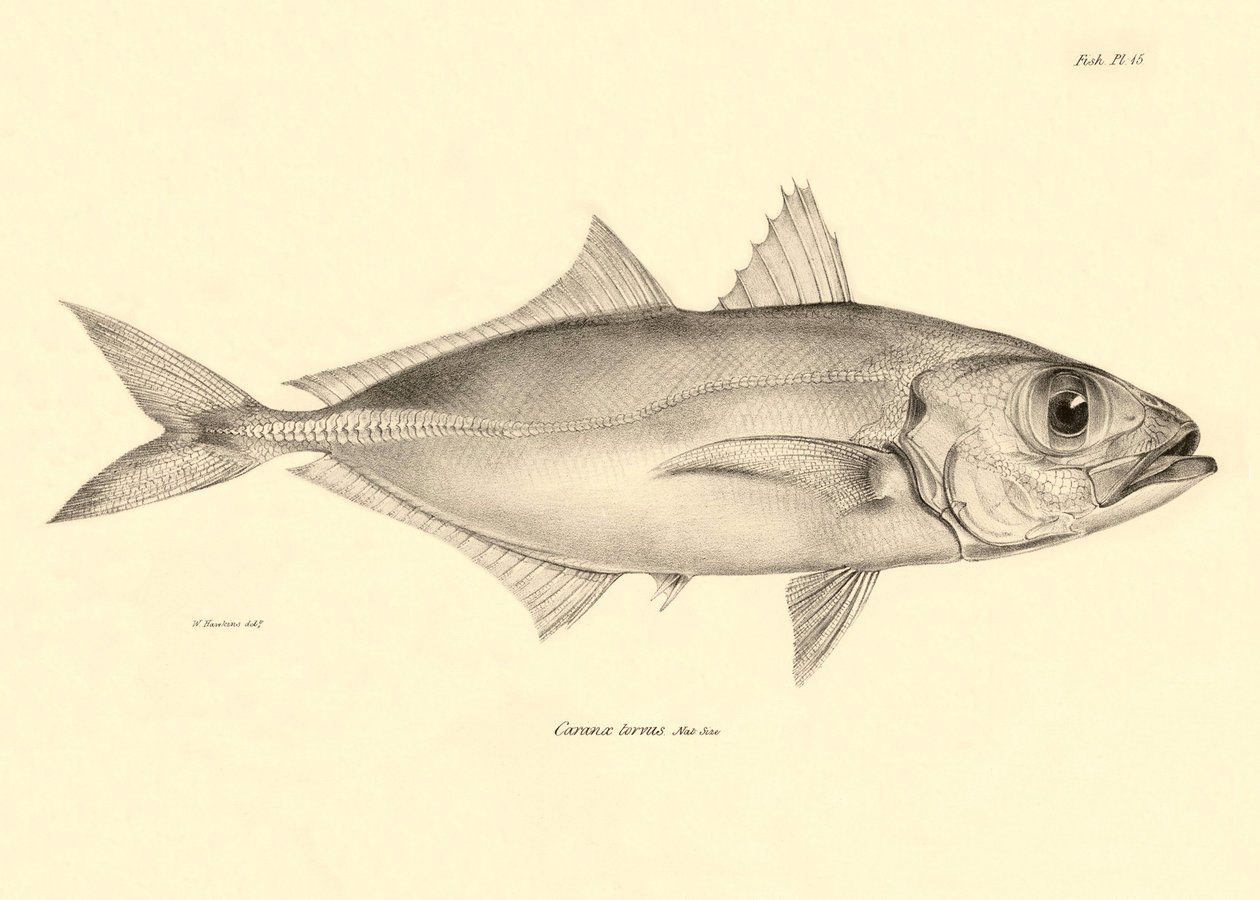 Zoologi: avbildning av fisken "Caranx torvus" som beskrevs av Charles Darwin under hans resa ombord på Beagle. Plansch från "The zoology of the voyage of H.M.S. Beagle under befäl av Captaain Fitzroy under åren 1832-1836" av Unbekannter Künstler