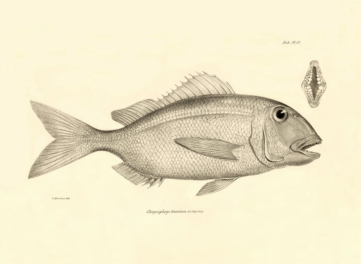 Zoologi: avbildning av fisken "Chrysophrys taurina" som beskrevs av Charles Darwin på hans resa ombord på Beagle. Plansch från "The zoology of the voyage of H.M.S. Beagle under befäl av Captaain Fitzroy under åren 1832-1836" av Unbekannter Künstler