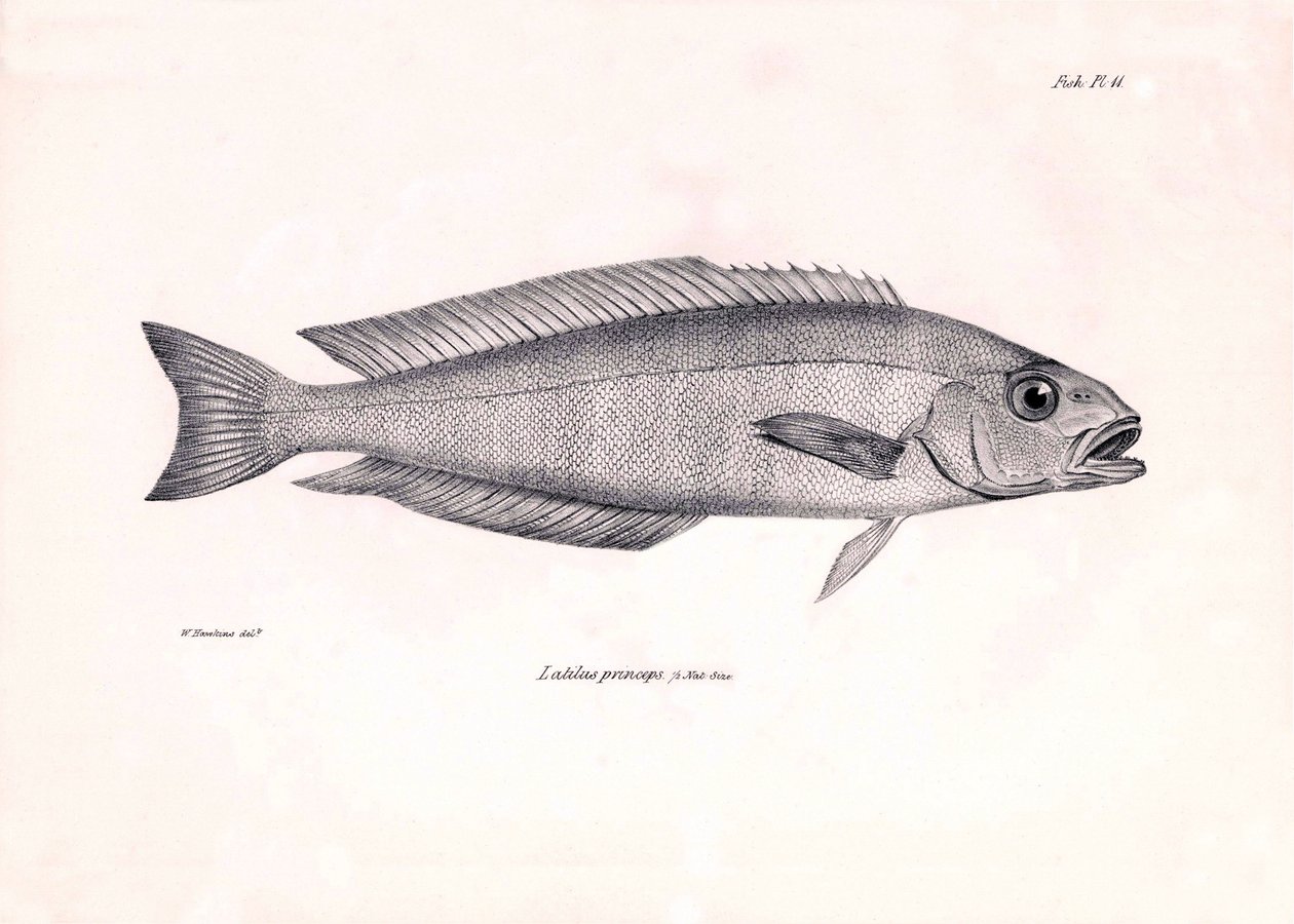 Zoologi: avbildning av fisken "Latilus princeps" som beskrevs av Charles Darwin under hans resa ombord på Beagle. Plansch från "The zoology of the voyage of H.M.S. Beagle under befäl av Captaain Fitzroy under åren 1832-1836" av Unbekannter Künstler
