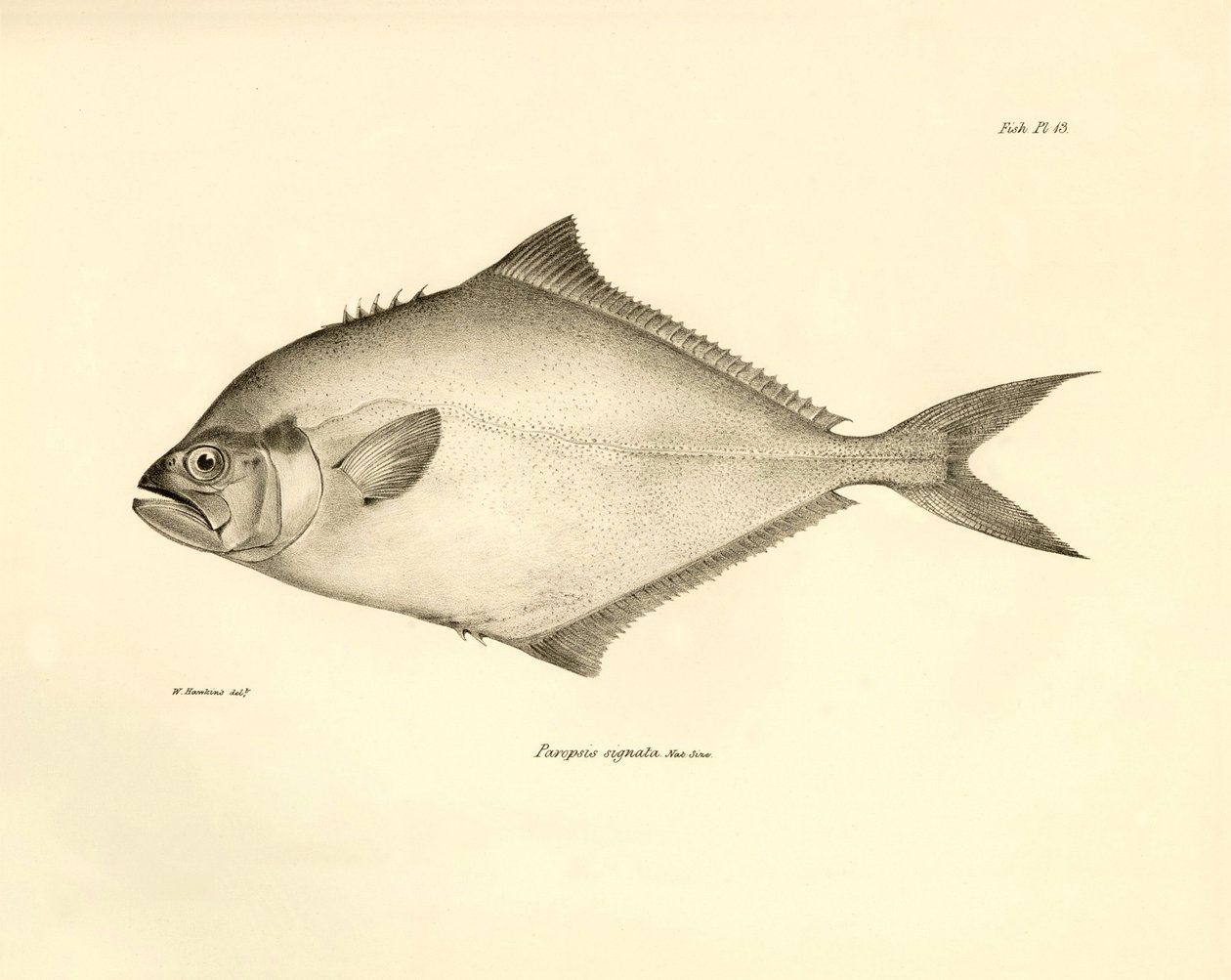 Zoologi: avbildning av fisken "Paropsis signata" som beskrevs av Charles Darwin under hans resa ombord på Beagle. Plansch från "The zoology of the voyage of H.M.S. Beagle under the command of Captaain Fitzroy during the years 1832-1836" av Unbekannter Künstler