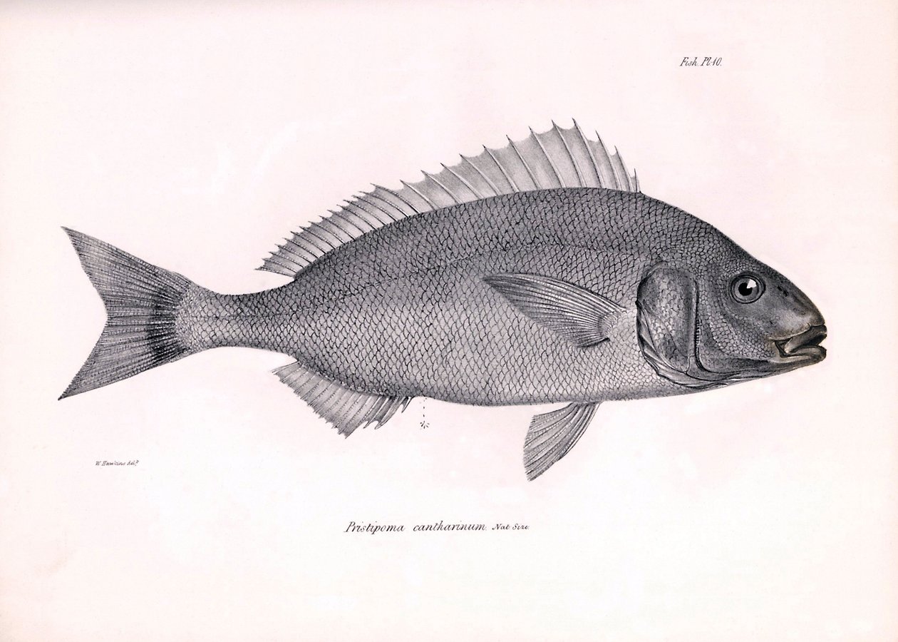 Zoologi: avbildning av fisken "Pristipoma cantharinum" som beskrevs av Charles Darwin under hans resa ombord på Beagle. Plansch från "The zoology of the voyage of H.M.S. Beagle under befäl av Captaain Fitzroy under åren 1832-1836" av Unbekannter Künstler