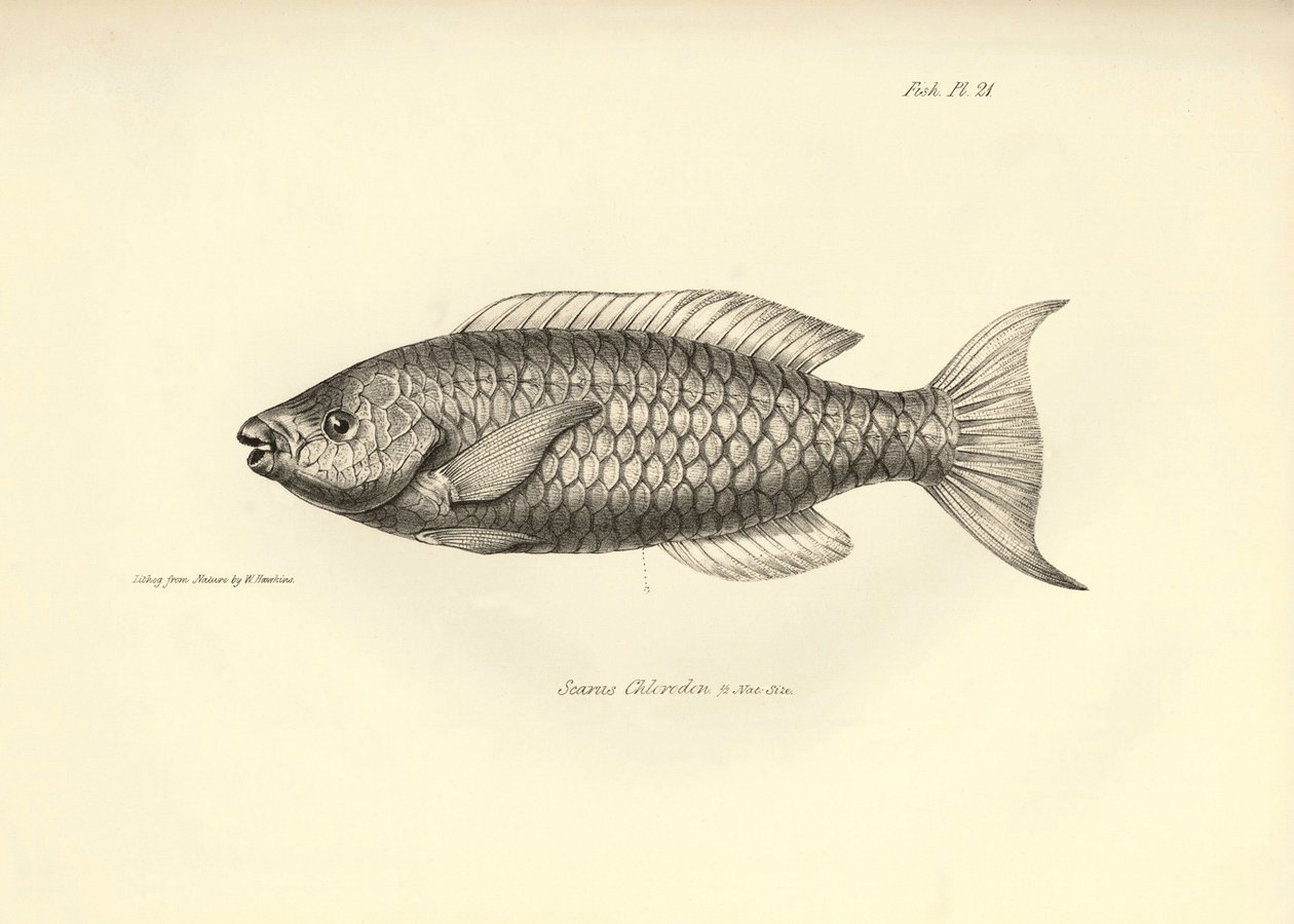 Zoologi: avbildning av fisken "Scarus Chlorodon" som beskrevs av Charles Darwin under hans resa ombord på Beagle. Plansch från "The zoology of the voyage of H.M.S. Beagle under the command of Captaain Fitzroy during the years 1832-1836" av Unbekannter Künstler