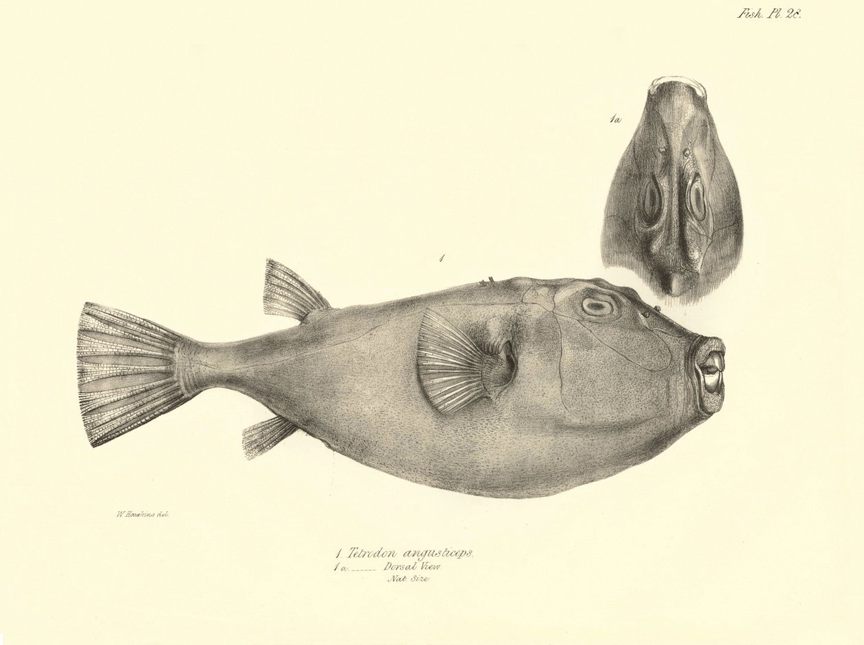 Zoologi: avbildning av fisken "Tetrodon (Tetraodon) angusticeps" som beskrevs av Charles Darwin under hans resa ombord på Beagle. Plansch från "The zoology of the voyage of H.M.S. Beagle under the command of Captaain Fitzroy during the years 1832-18 av Unbekannter Künstler