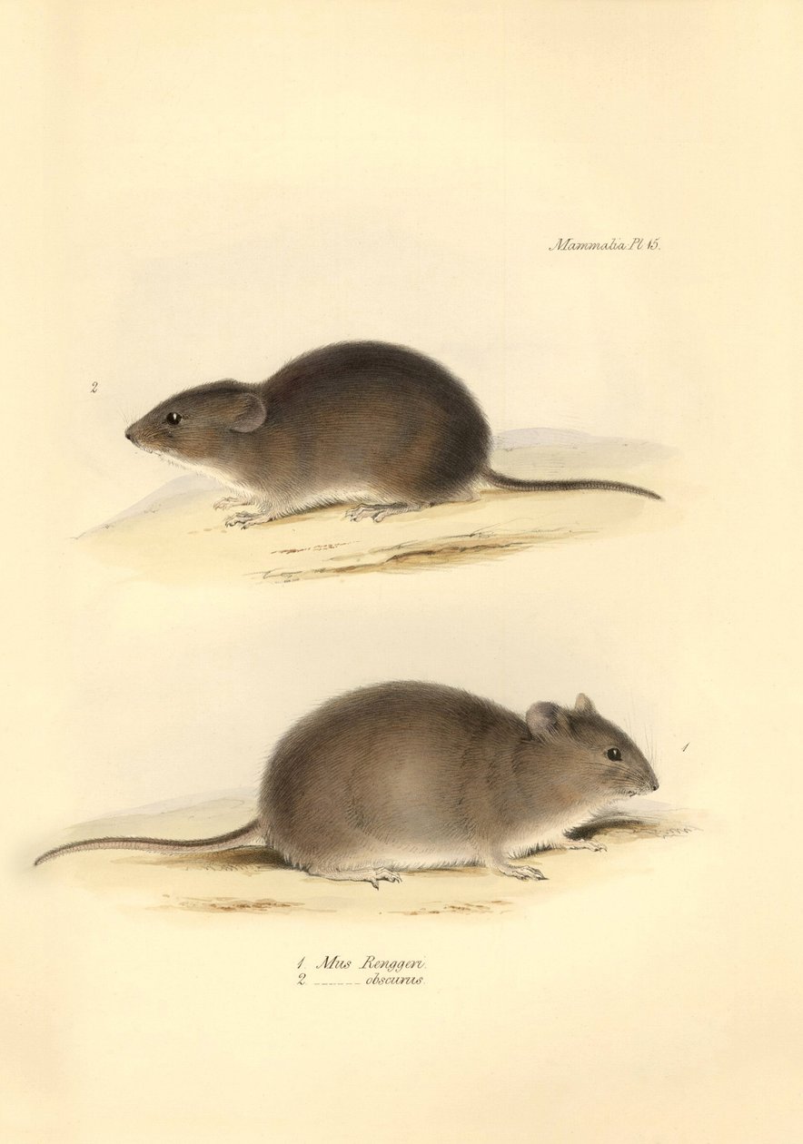 Zoologi: "Mus Renggeri" och "Mus obscurus" (råttor) som beskrevs av Charles Darwin under hans upptäcktsresa ombord på Beagle. Plansch från "The Zoology of the voyage of H.M.S. Beagle under befäl av kapten Fitzroy under åren 1832 till 183 av Unbekannter Künstler