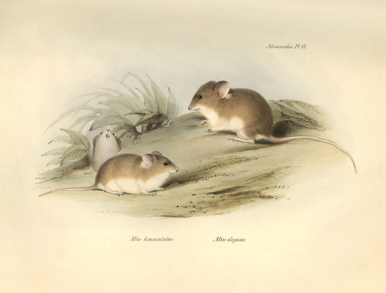 Zoologi: "Mus albimaculatus" och "Mus elegans" (mus) som beskrevs av Charles Darwin under hans upptäcktsresa ombord på Beagle. Plansch från "The Zoology of the voyage of H.M.S. Beagle under befäl av kapten Fitzroy under åren 1832 till 18 av Unbekannter Künstler