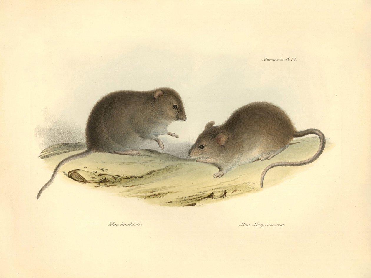 Zoologi: "Mus brachiotis" och Mus "Magellanicus" (råttor) som beskrevs av Charles Darwin under hans upptäcktsresa ombord på Beagle. Plansch från "The Zoology of the voyage of H.M.S. Beagle under befäl av kapten Fitzroy under åren 1832 till 1 av Unbekannter Künstler