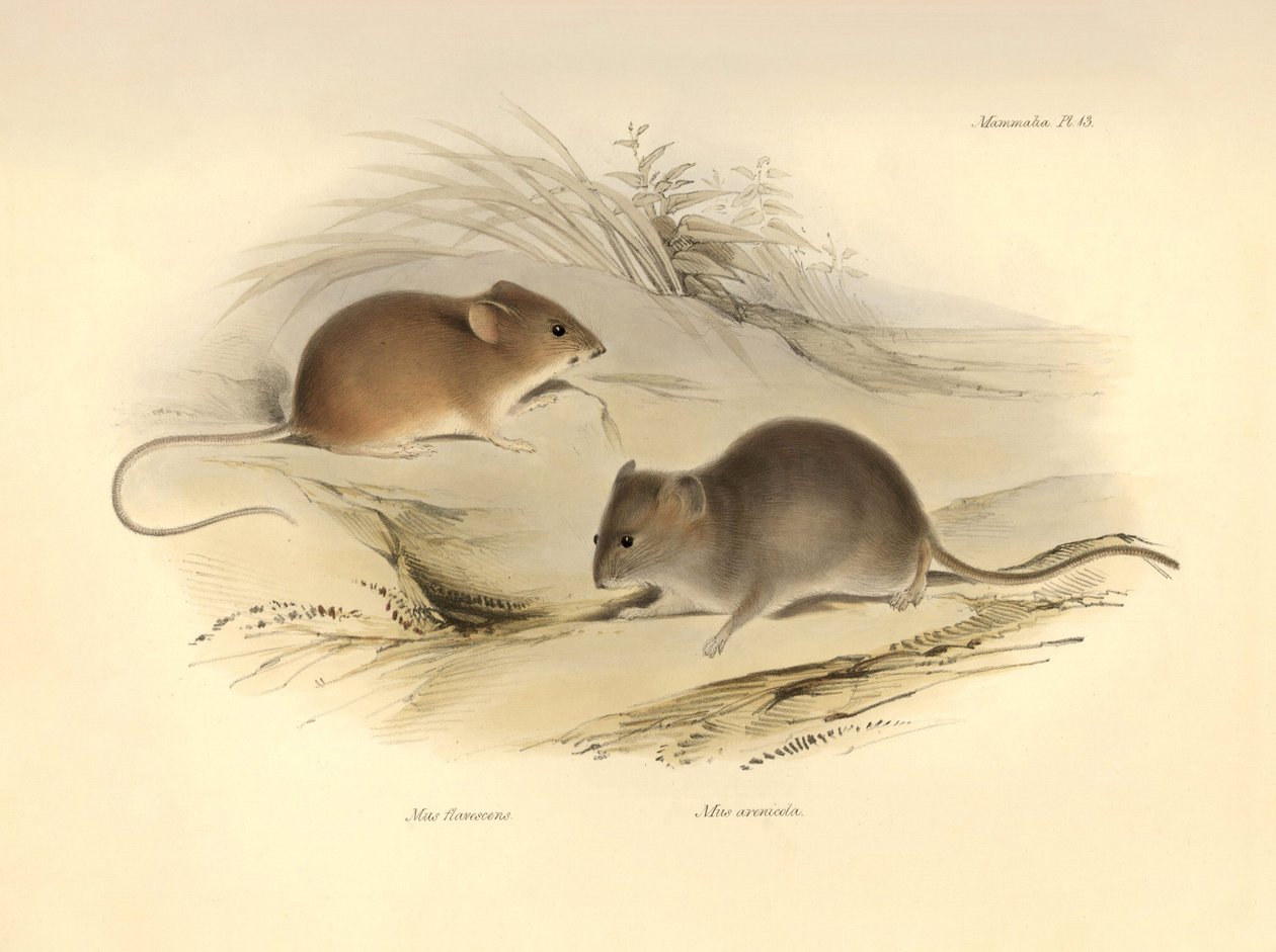 Zoologi: "Mus flavescens" och "Mus arenicola" (råttor) som beskrevs av Charles Darwin under hans upptäcktsresa ombord på Beagle. Plansch från "The Zoology of the voyage of H.M.S. Beagle under befäl av kapten Fitzroy under åren 1832 till 1836 av Unbekannter Künstler