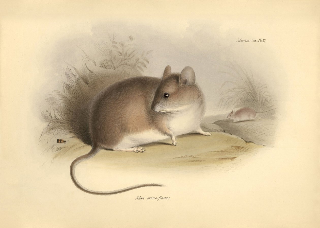Zoologi: "Mus griseoflavus" eller bladmus som beskrevs av Charles Darwin under hans upptäcktsresa ombord på Beagle. Plansch från "The Zoology of the voyage of H.M.S. Beagle under the command of Captain Fitzroy during the years 1832 to 1836 edited and av Unbekannter Künstler