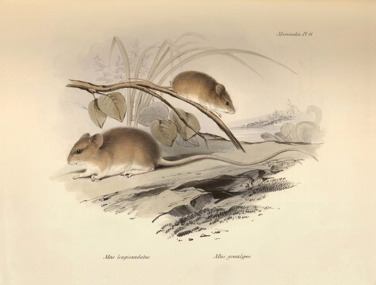 Zoologi: "Mus longicaudatus" och "Mus gracilipes" (mus) som beskrevs av Charles Darwin under hans upptäcktsresa ombord på Beagle. Plansch från "The Zoology of the voyage of H.M.S. Beagle under befäl av kapten Fitzroy under åren 1832 till av Unbekannter Künstler