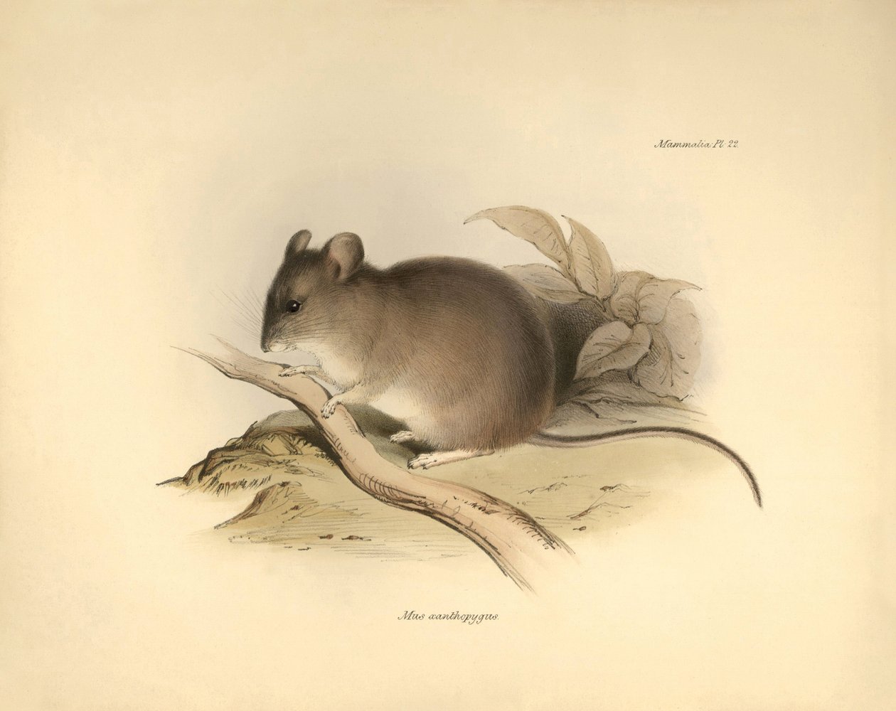 Zoologi: "Mus xanthopygus" eller xanthopygusmusen beskrevs av Charles Darwin under hans upptäcktsresa ombord på Beagle. Plansch från "The Zoology of the voyage of H.M.S. Beagle under befäl av kapten Fitzroy under åren 1832 till 1836 e av Unbekannter Künstler