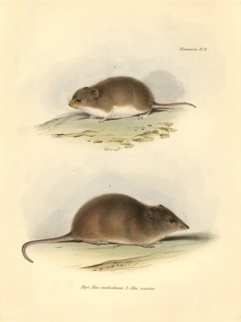 Zoologi: "Mus xanthorhinus" eller fältråtta och "Mus nasutus" beskrevs av Charles Darwin under hans upptäcktsresa ombord på Beagle. Plansch från "The Zoology of the voyage of H.M.S. Beagle under befäl av kapten Fitzroy under åren 1832 t av Unbekannter Künstler