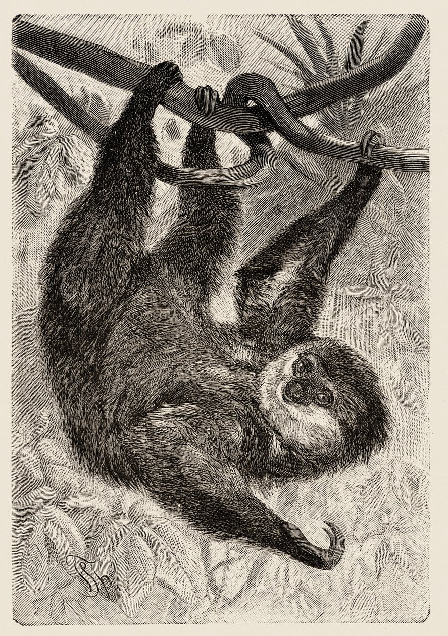 Zoology: unau or lazy beskriver och illustrerar av Carlo Vogt och Federico Specht i "Natural history illustree: mammals" 1884 av Unbekannter Künstler
