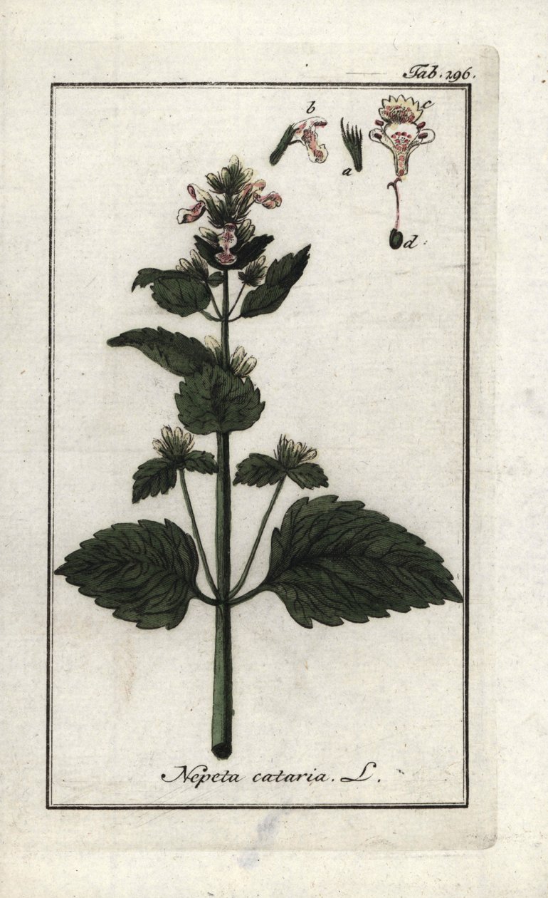 kattmynta eller kattmynta eller kattmynta (Nepeta cataria). Litografi från "Afbeelding der Artseny-Gewassen" av Johannes Zorn (1739-1799), Nederländerna av Unbekannter Künstler
