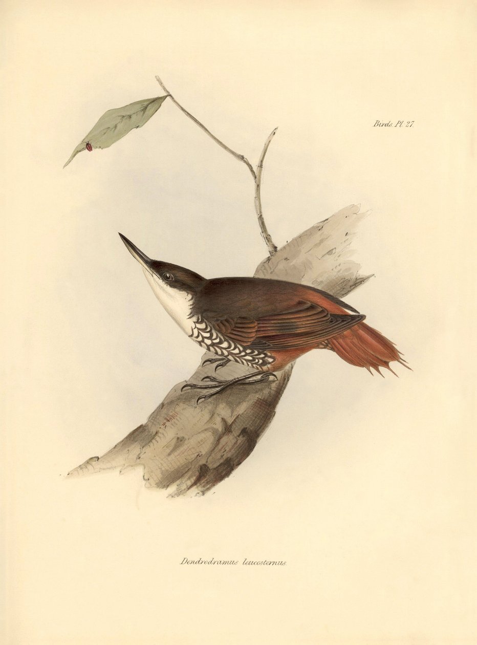 Ornitologi: "Dendrodamus leucosternus" fågel i Sydamerika observerad och beskriven av Charles Darwin (1809-1882). Plansch från "The zoology of the voyage of H.M.S. Beagle. Flight. III, Fåglar beskrivna av John Gould, med notiser om deras vanor av Charl av Unbekannter Künstler