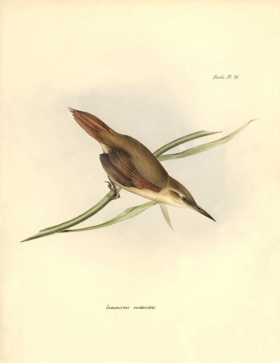 ornitologi: "Limnornis rectirostris" passereau i Sydamerika observerar och beskriver av Charles Darwin (1809-1882). Plansch från "The zoology of the voyage of H.M.S. Beagle. Flyg. III, Birds described by John Gould, with notice of their habits av Charl av Unbekannter Künstler