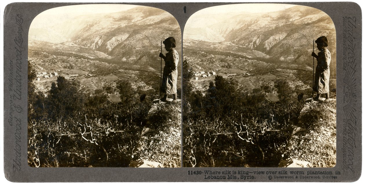 En sidenmasksplantage i Libanonbergen, Syrien, 1900-talet. av Underwood and Underwood
