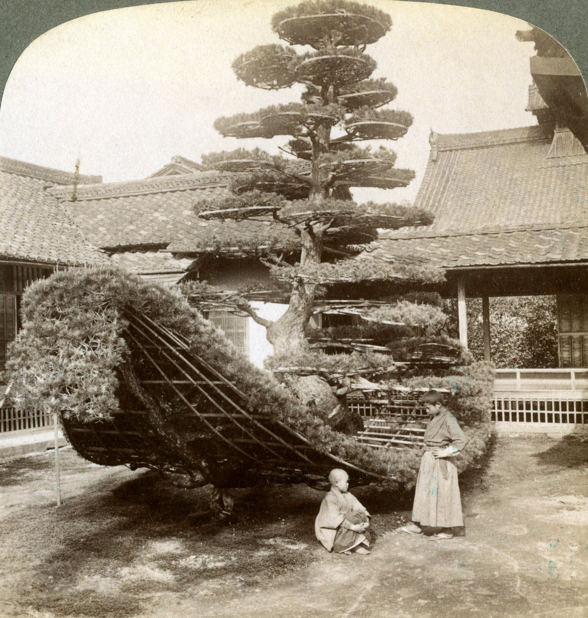 En enda tall tränad i form av en båt, Kinkaku-ji-klostret, Kyoto, Japan, 1904 av Underwood and Underwood