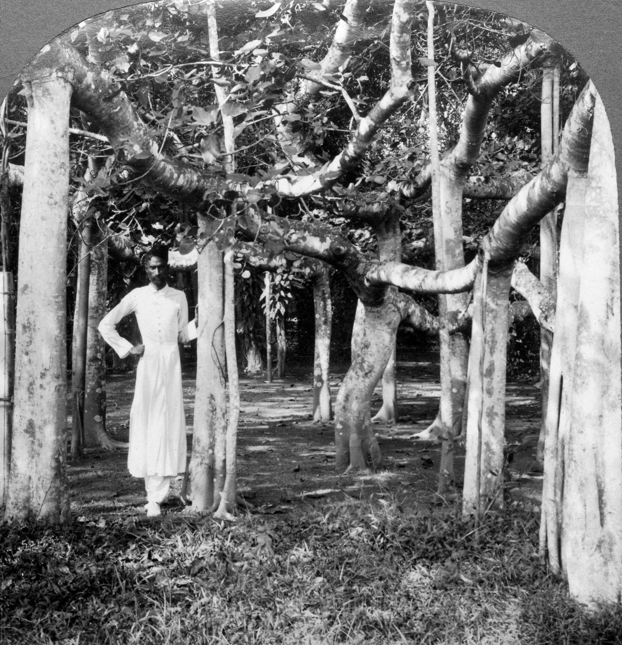 Bland rötterna på ett banyanträd, Calcutta, Indien, 1900-talet. av Underwood and Underwood