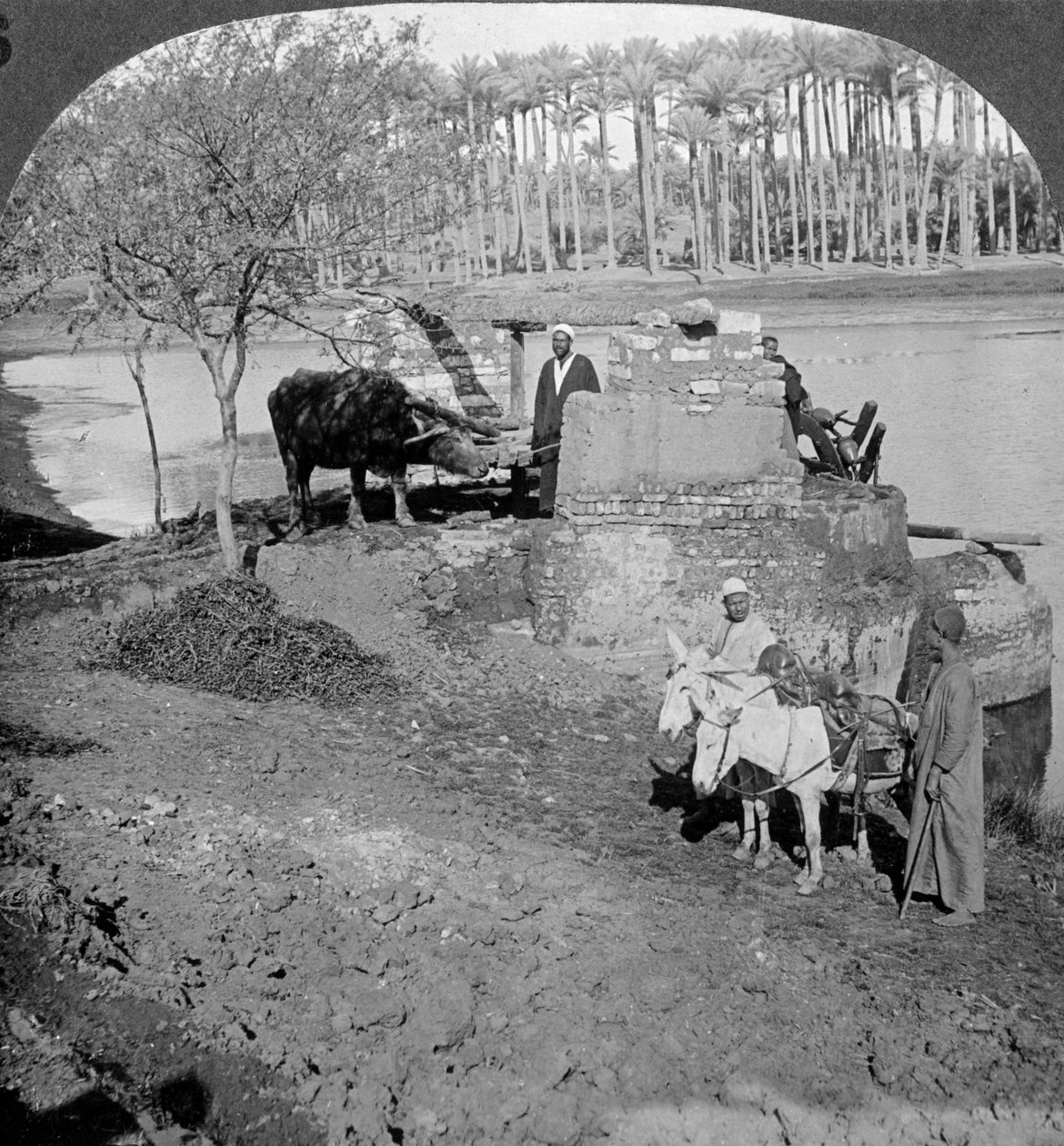 En egyptisk sakieh, eller oxdriven skoppump, Egypten, 1905. av Underwood and Underwood