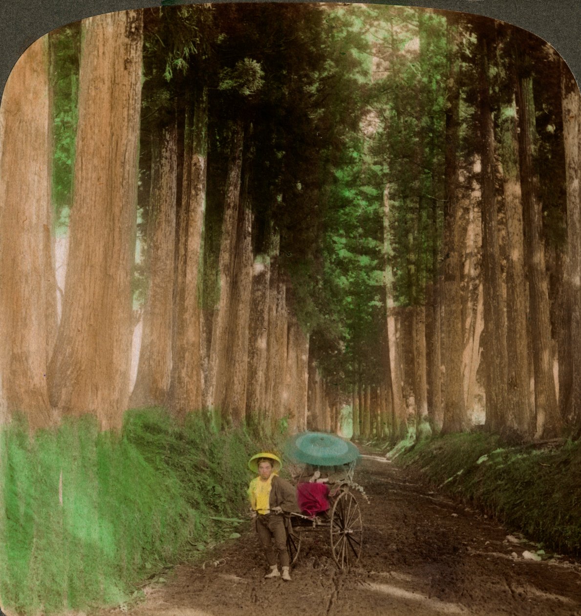 En aveny av cryptomeria-cederträd, Nikko, Japan, 1896. av Underwood and Underwood