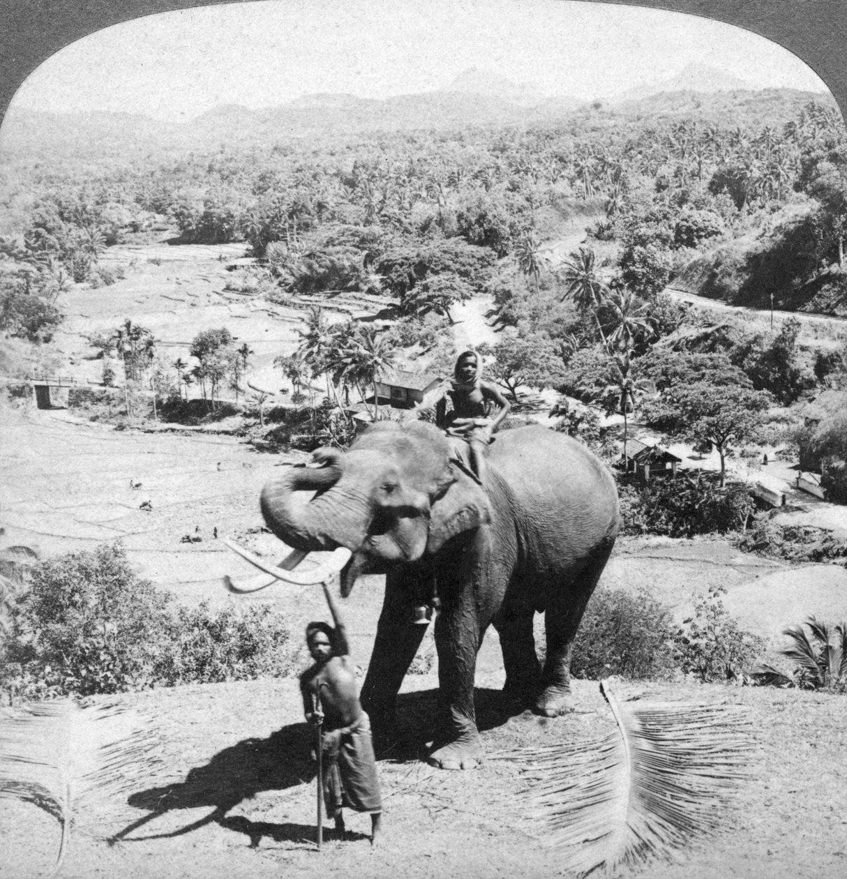En elefant och dess djurhållare, Sri Lanka, 1902. av Underwood and Underwood