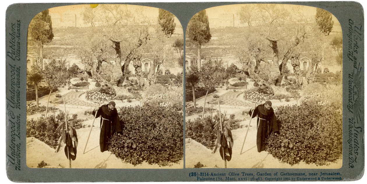Gamla olivträd i Getsemane trädgård, nära Jerusalem, Palestina, 1905. av Underwood and Underwood