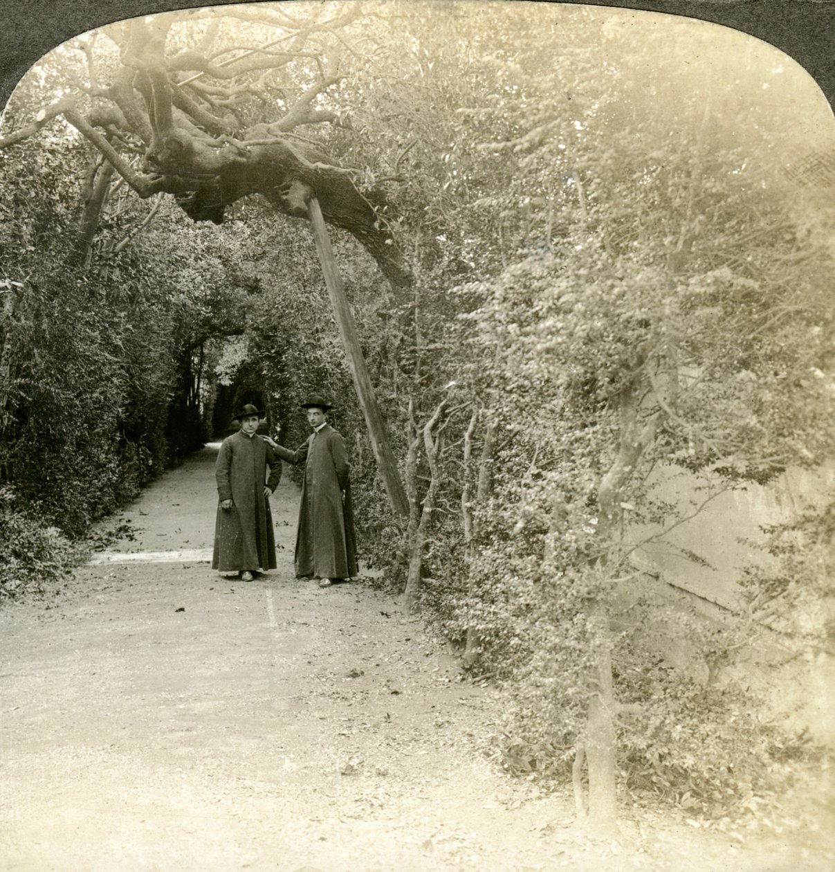 Bower of St Anthony, Vatikanträdgårdarna, Rom, Italien. av Underwood and Underwood
