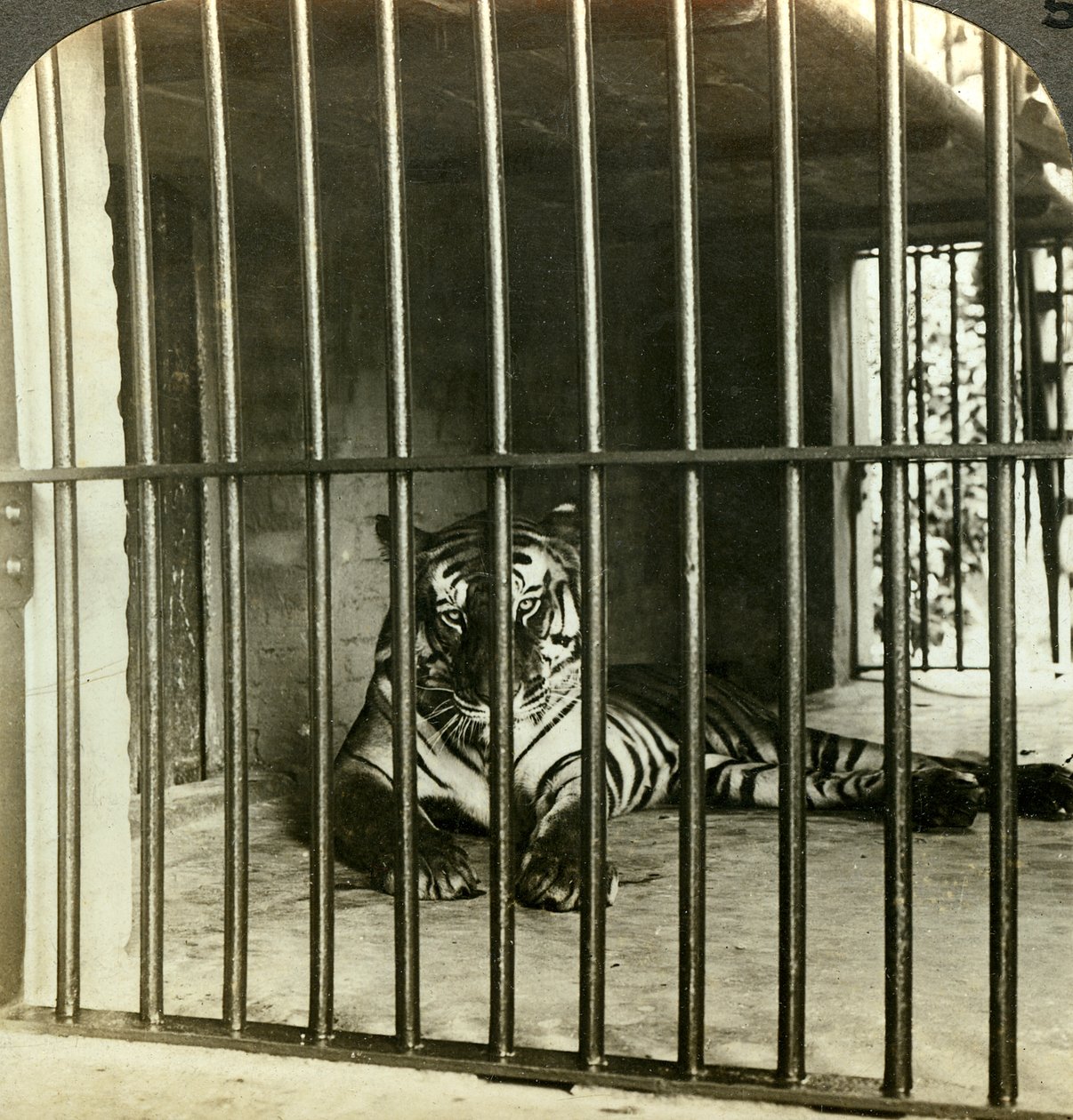 Tillfångad människoätande tiger skulden för 200 dödsfall, Calcutta, Indien, c1903. av Underwood and Underwood