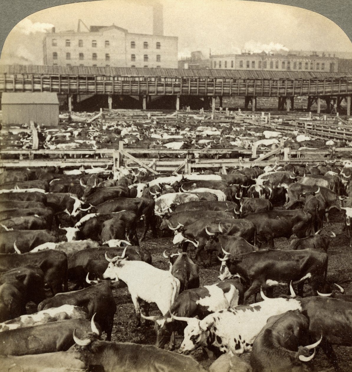 Boskap, Great Union Stock Yards, Chicago, Illinois, USA. av Underwood and Underwood