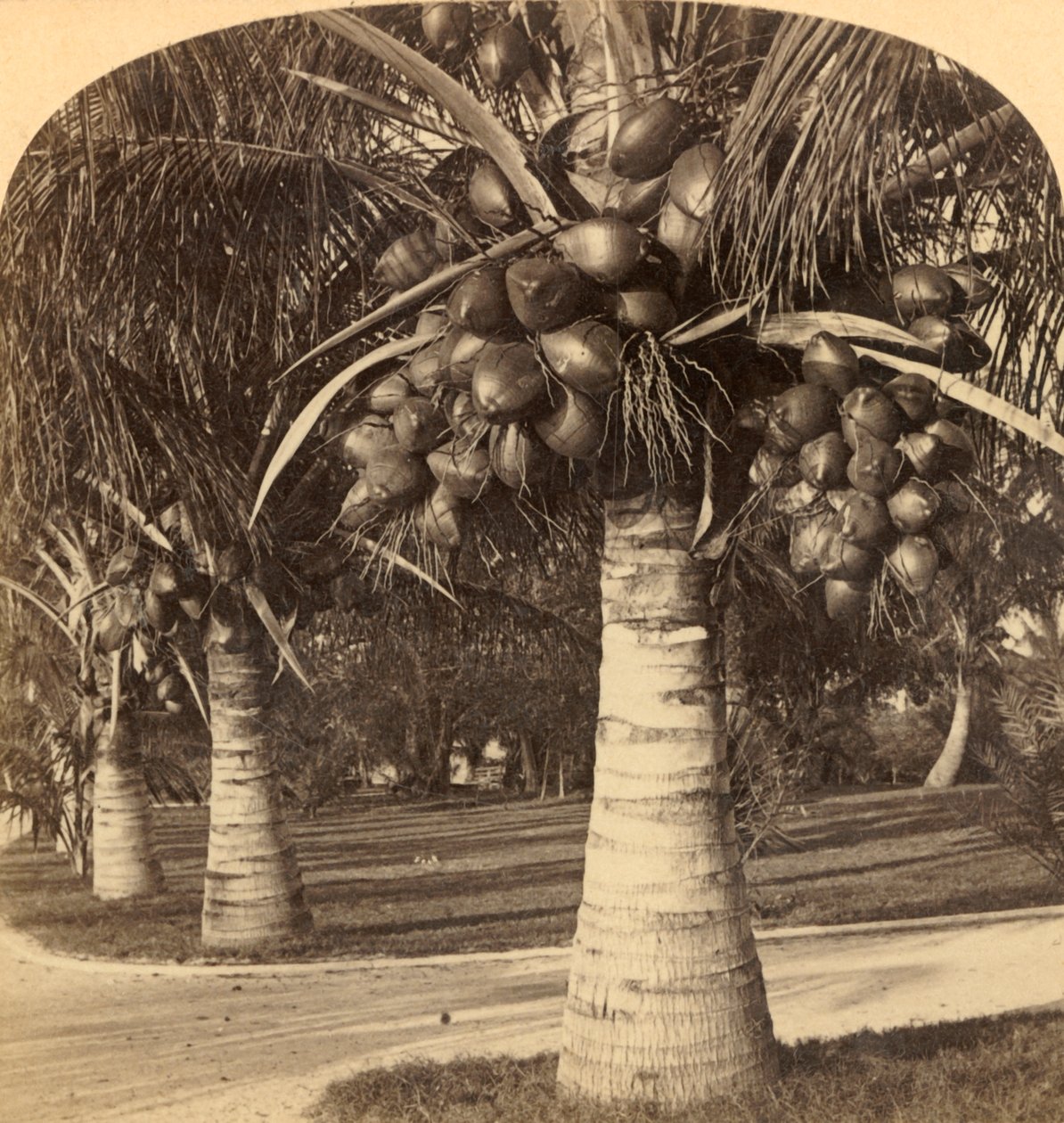 Kokosnötsträd i den vita sanden i Florida. USA, c1900. av Underwood and Underwood