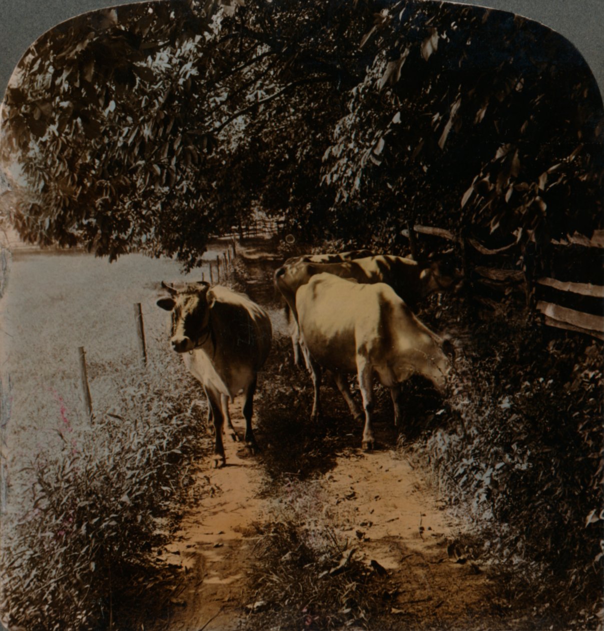 Kor som kommer hem upp på banan vid mjölkningstid, c1900. Artister: Elmer Underwood, Bert Elias Underwood. av Underwood and Underwood