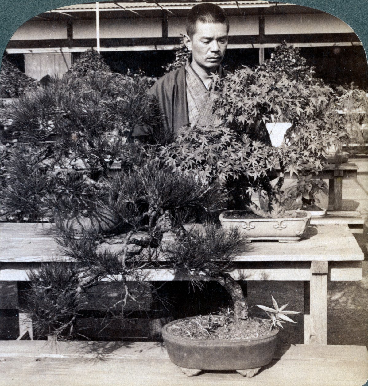 Dvärgtallar och lönnar i Greve Okumas växthus, Tokyo, Japan, 1904 av Underwood and Underwood