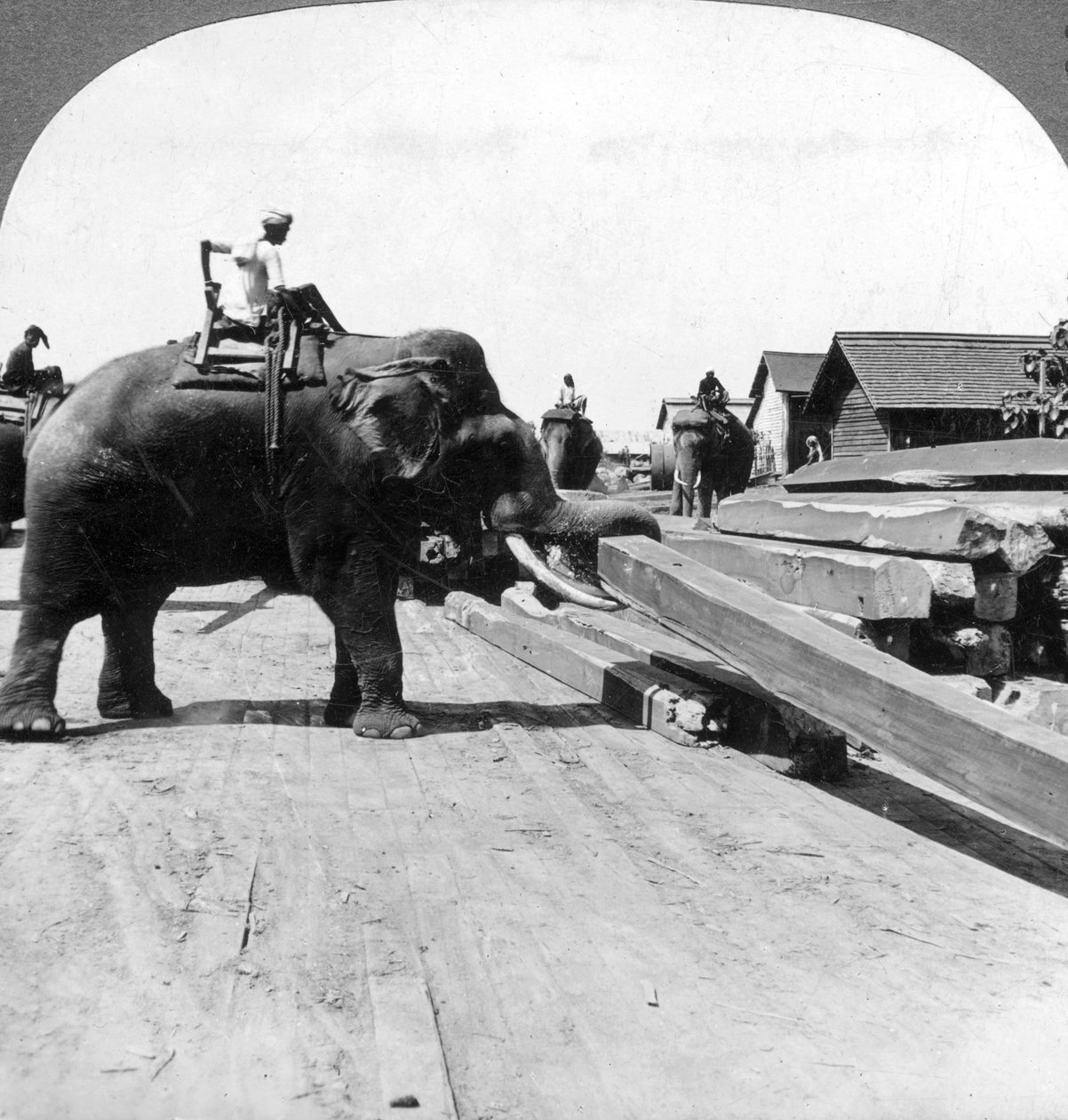 Elefanter som flyttar timmer, Rangoon, Burma Myanmar, 1900-talet. av Underwood and Underwood