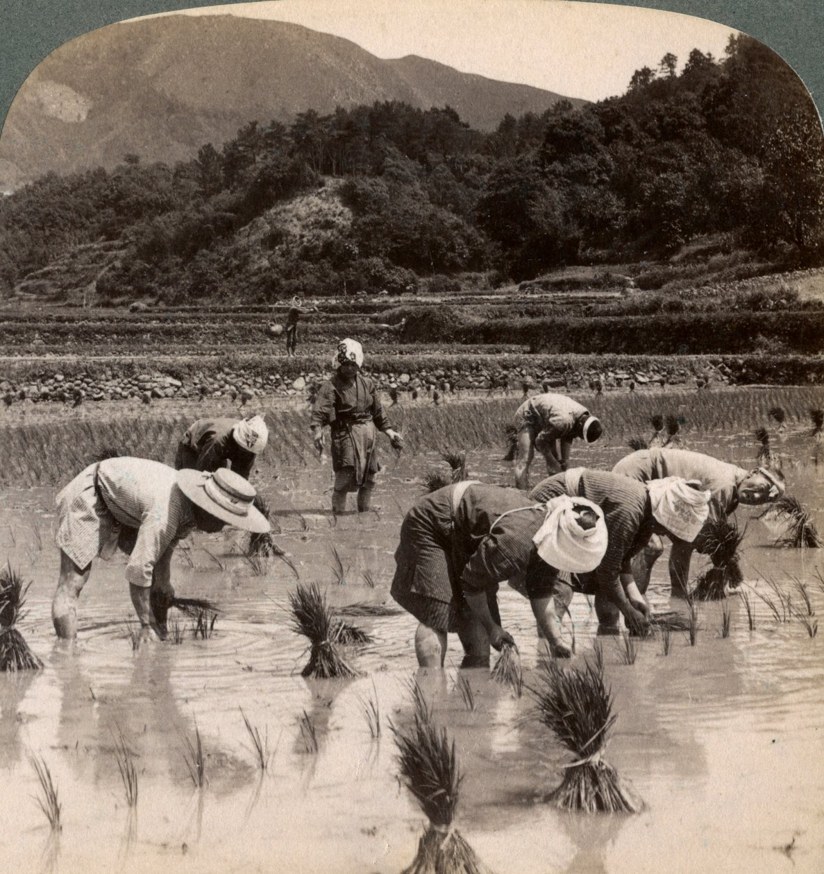 Jordbruksarbetare som transplanterar risskott nära Kyoto, Japan, 1904 av Underwood and Underwood