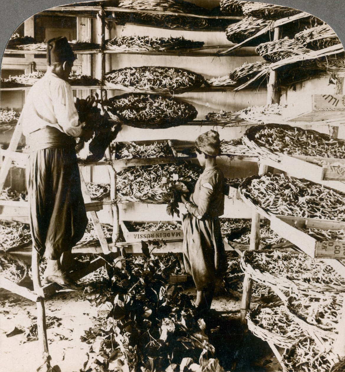 Matar silkesmaskar med sin frukost med mullbärsblad, Libanonbergen, Syrien, 1900-talet. av Underwood and Underwood