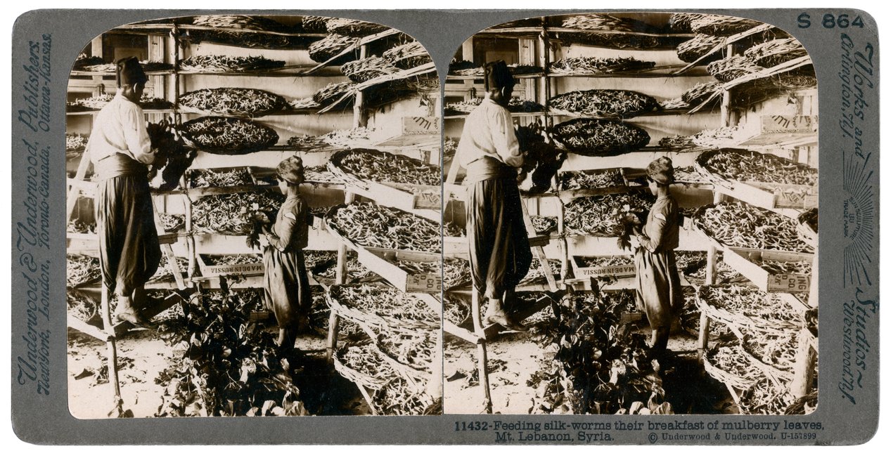 Matar silkesmaskar med sin frukost med mullbärsblad, Libanonbergen, Syrien, 1900-talet av Underwood and Underwood