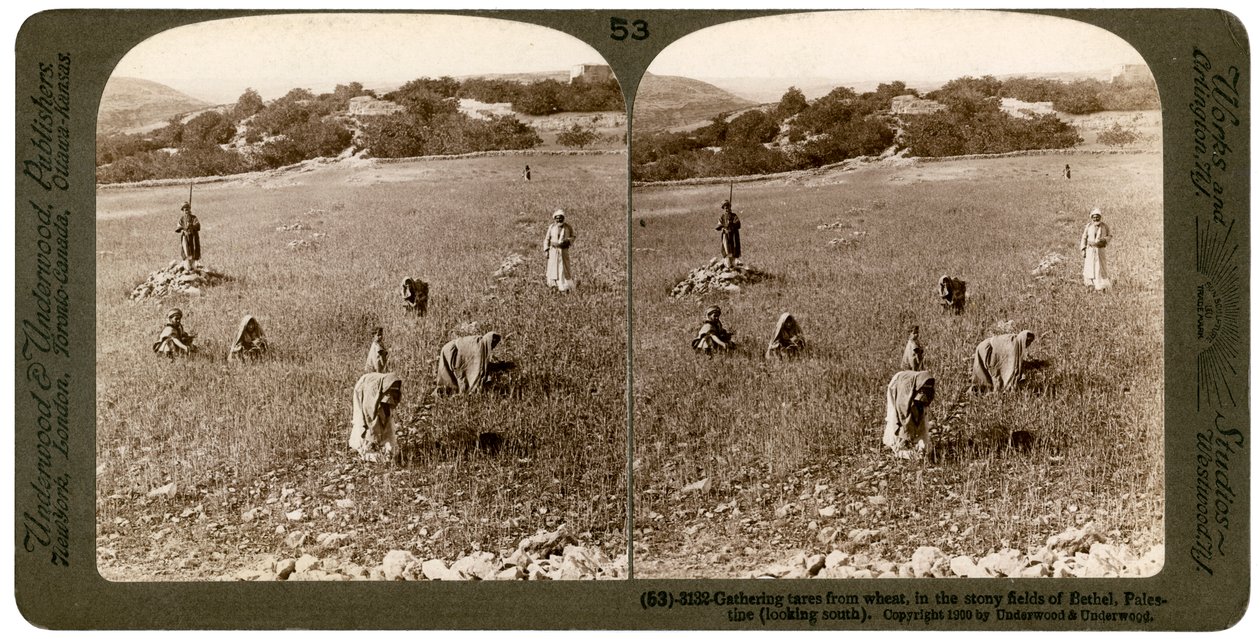Samla ogräs från vete på de steniga fälten i Bethel Baytin, Palestina, 1900. av Underwood and Underwood
