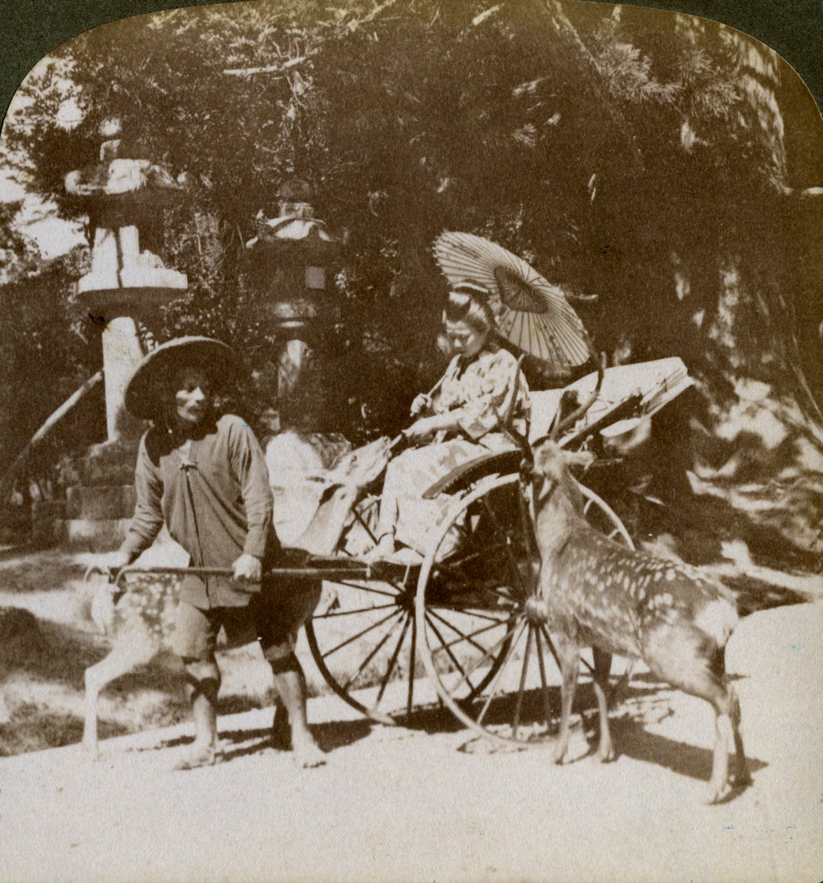 Flicka som matar heliga rådjur på väg till böner, området vid Kasuga-templet, Nara, Japan, 1904 av Underwood and Underwood